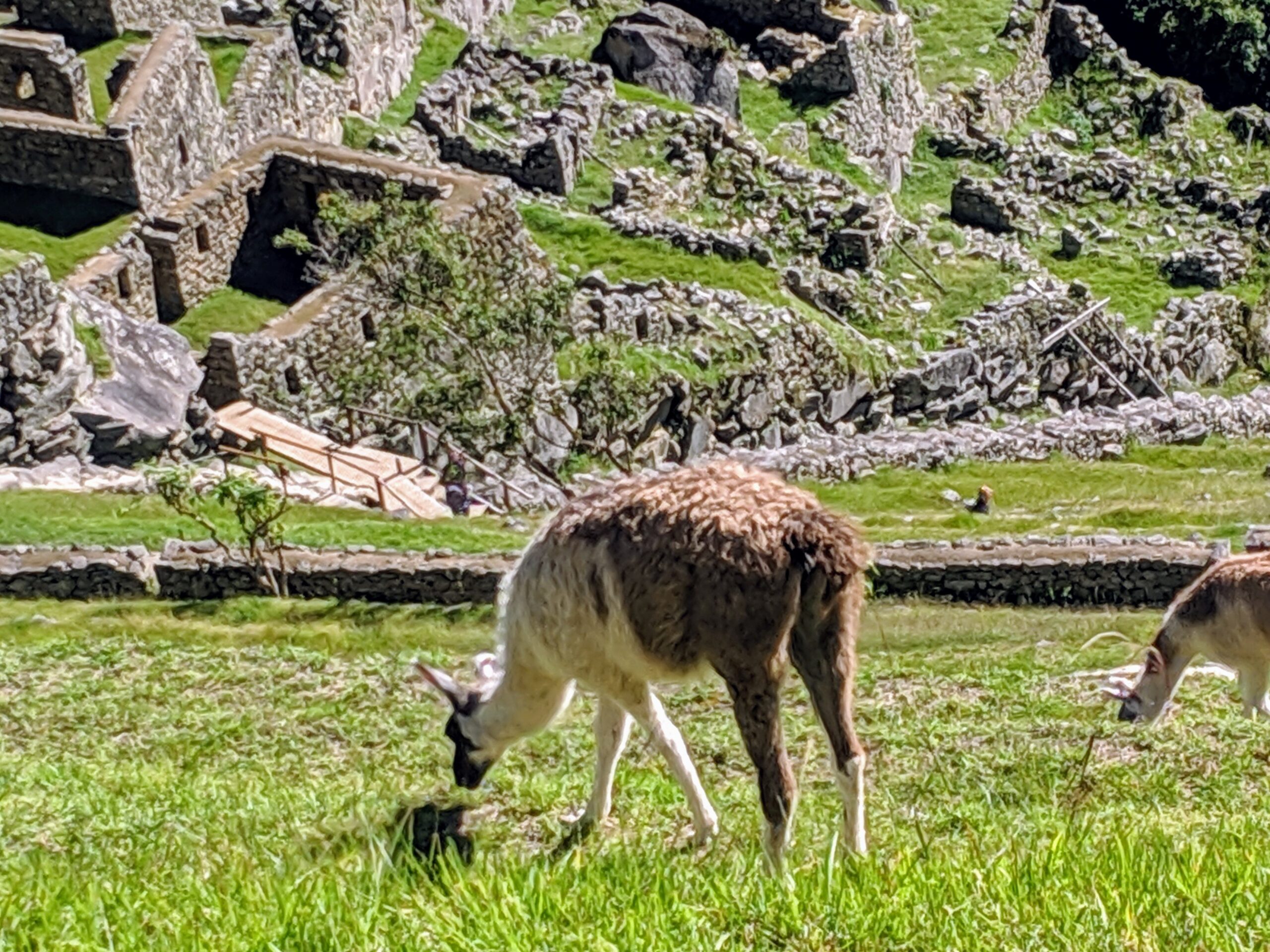 Llamas of Machu Picchu